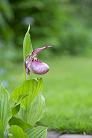 Cypripedium hybrid